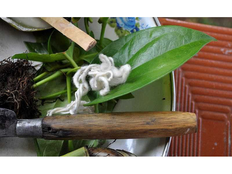 -knife-sirih leaf-benang